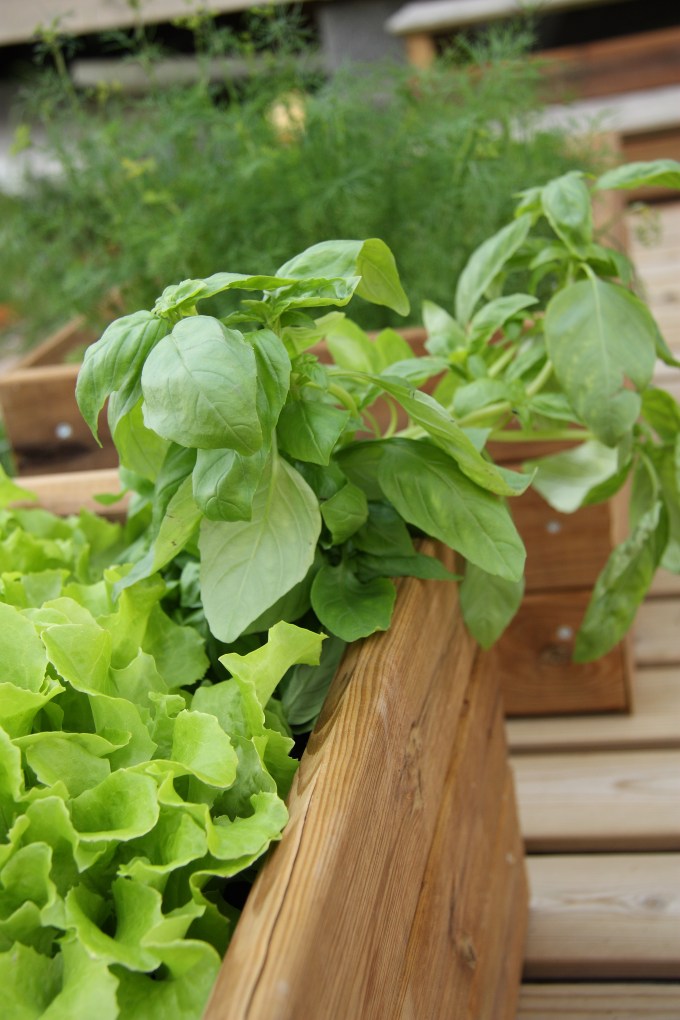 Fresh herbs for lunch