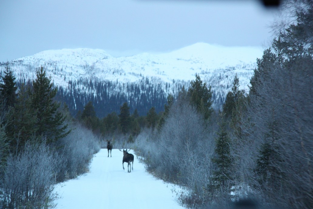 Moose on the road