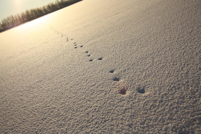 tracks of the hare