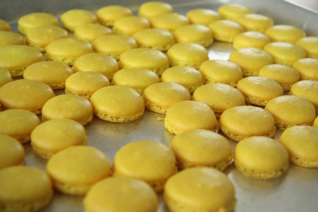 macaron shells