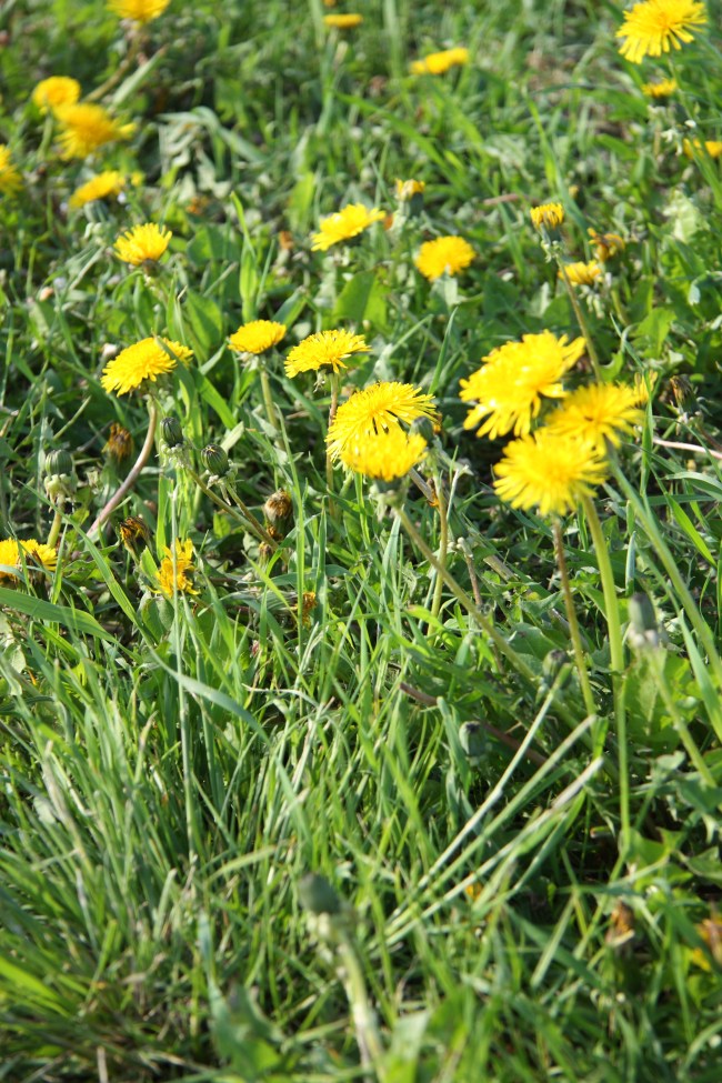 dandelions