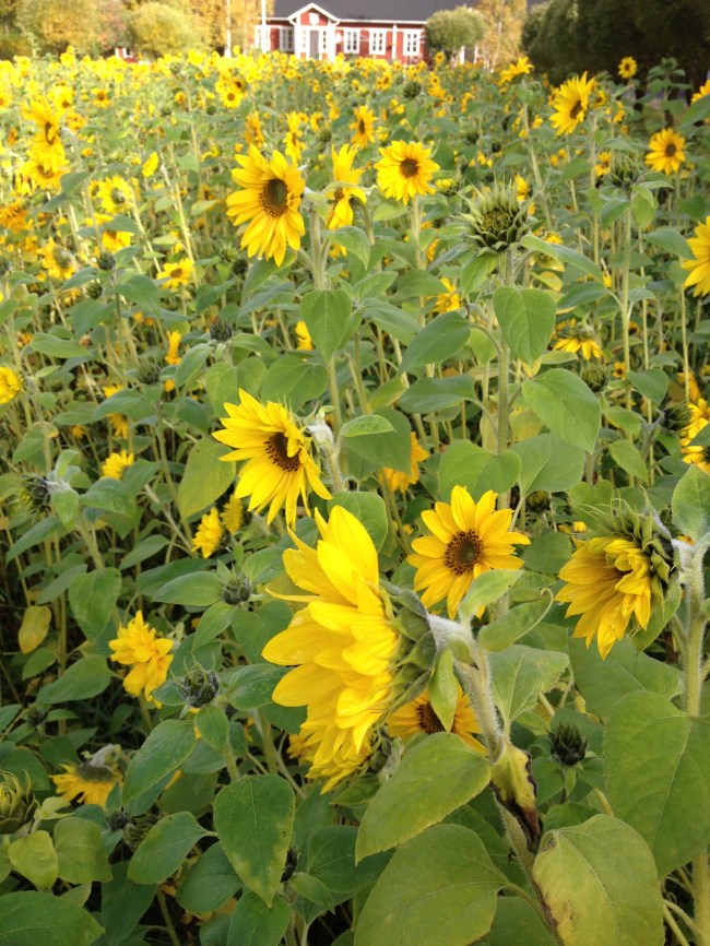 sunflowers