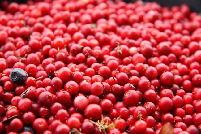 lingonberry