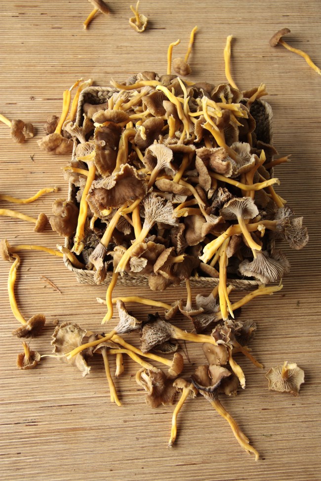 funnel chanterelle