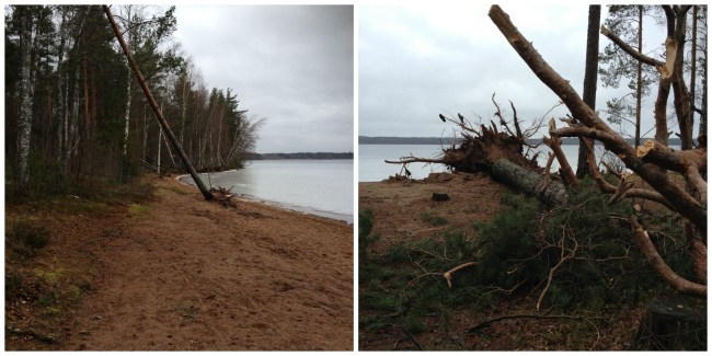 winter storm Collage