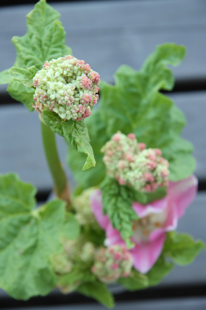 rhubarb flower