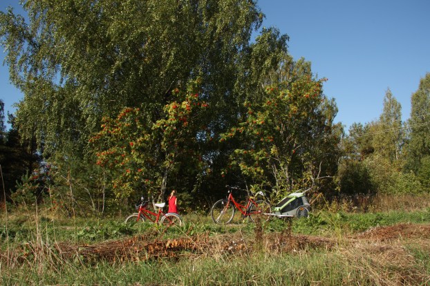 picking rowan berries