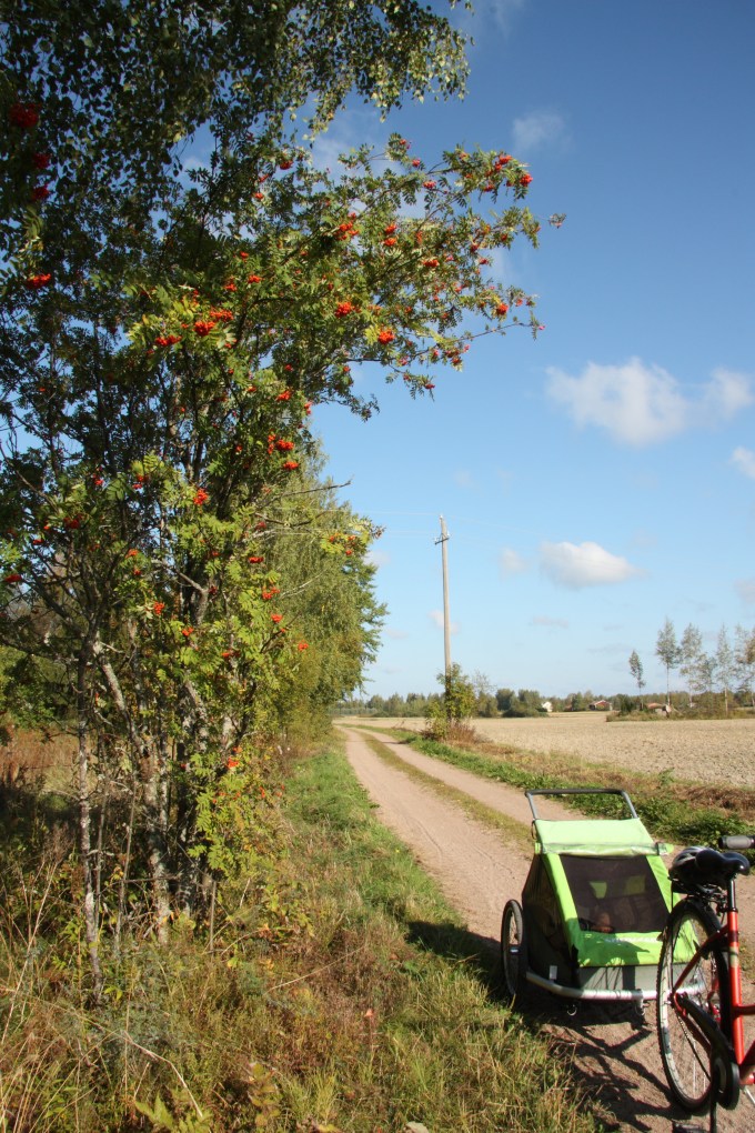 rowan berries and bike