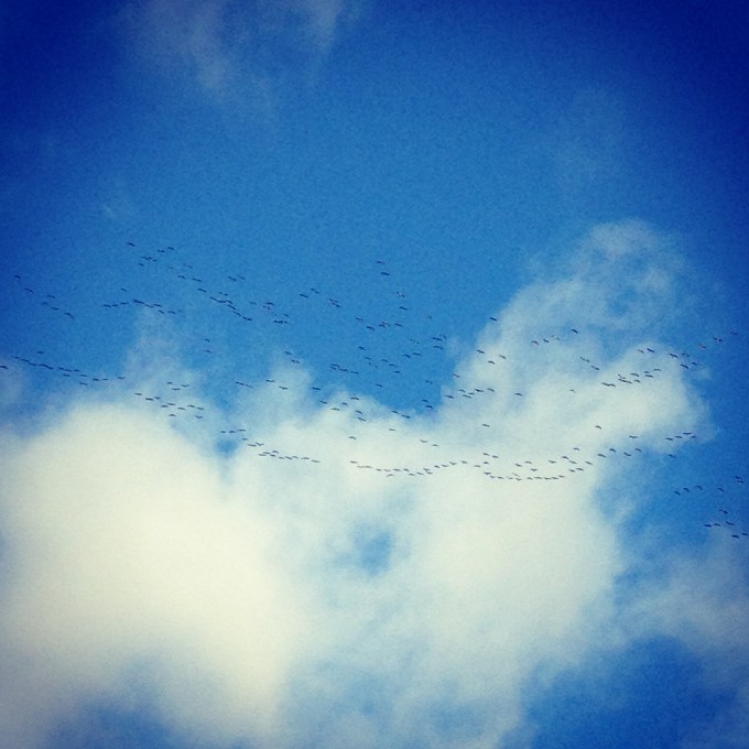 migrating geese