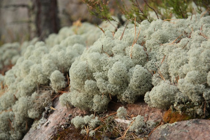 lichen2