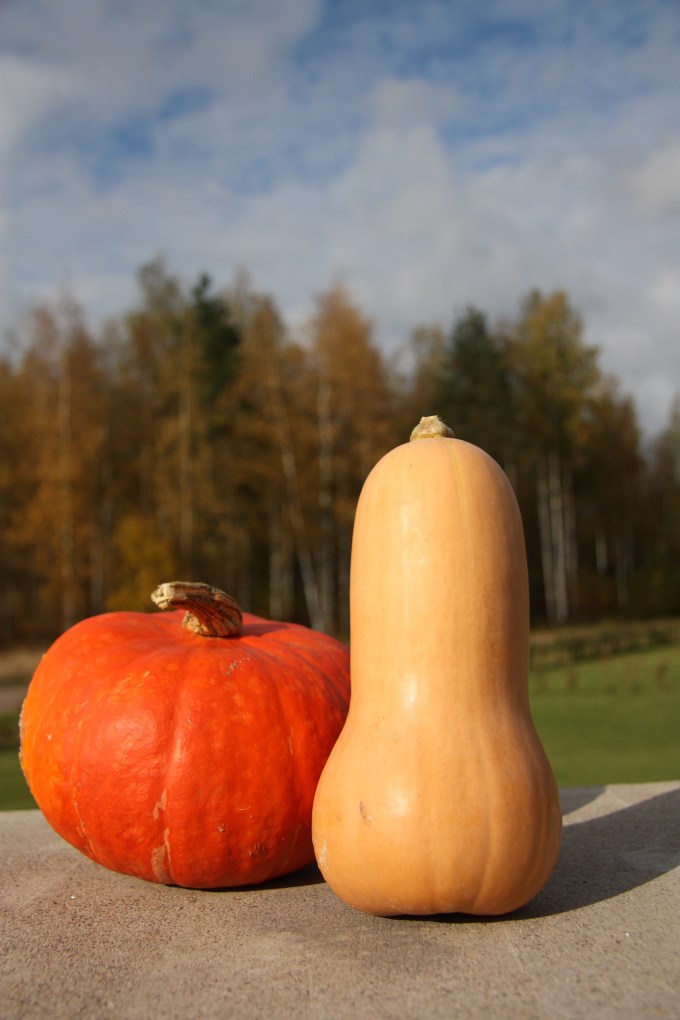 pumpkins and squash