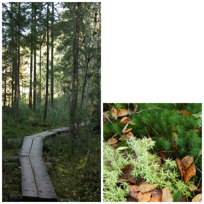 rahkasammal repovesi