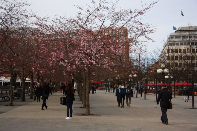 kungsträdgården cherry blossoms kings garden
