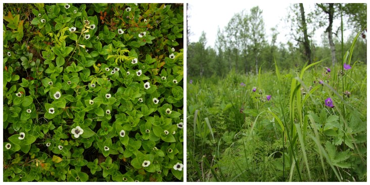 meadow flowers in lapland