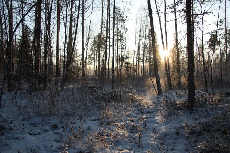 valokeidas metsässä