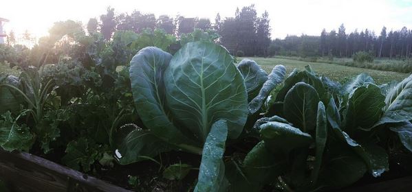 garden kale
