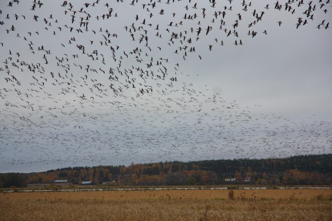 elimäki geese immigration hanhien muutto