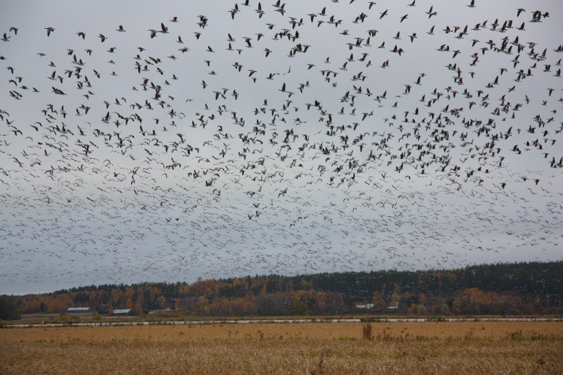 mass immigration of geese elimäki hanhien suurmuutto